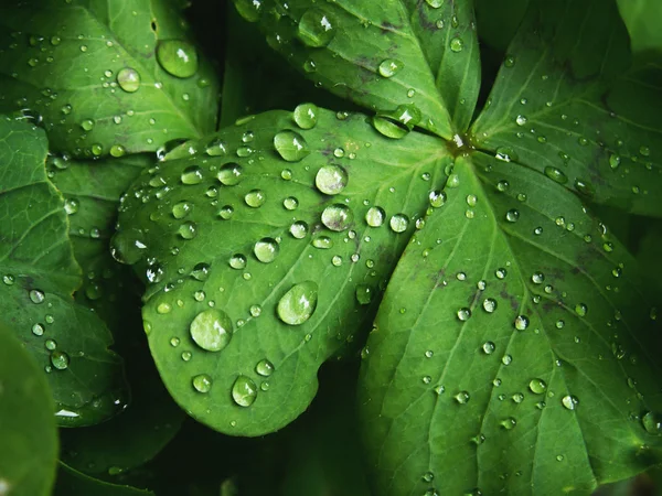 Water drops on leaf fourlea — Stock Photo, Image