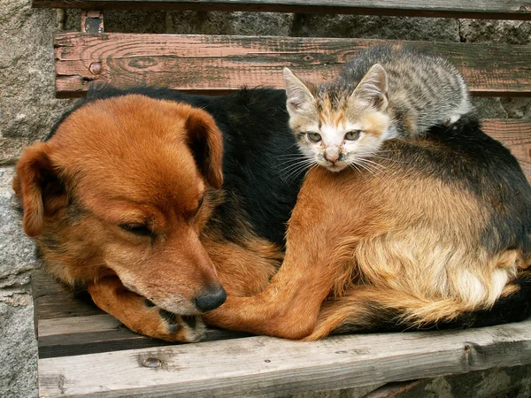 Cane e gatto piccolo — Foto Stock