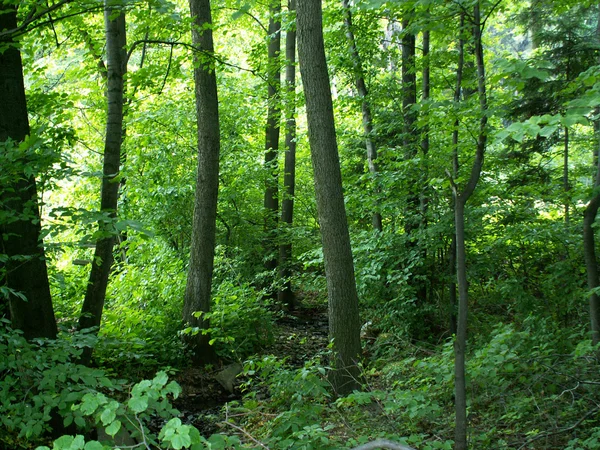Tavaszi zöld erdő — Stock Fotó