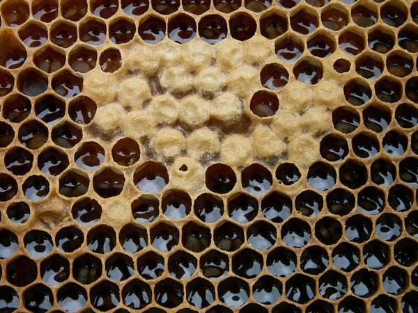 Cera de abelha com textura de mel — Fotografia de Stock