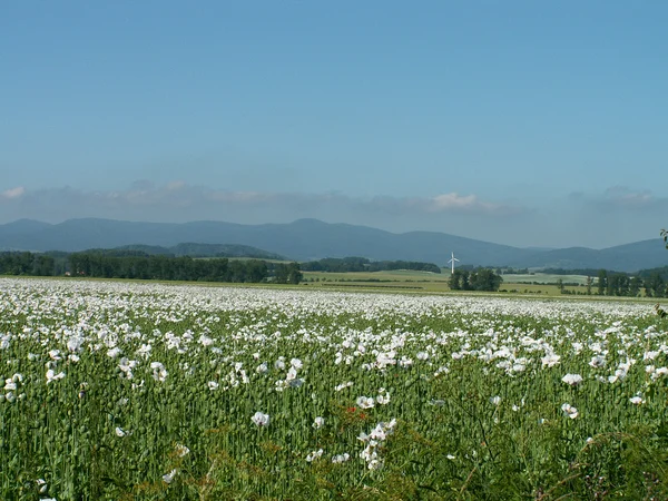 Champ de pavot tchèque — Photo