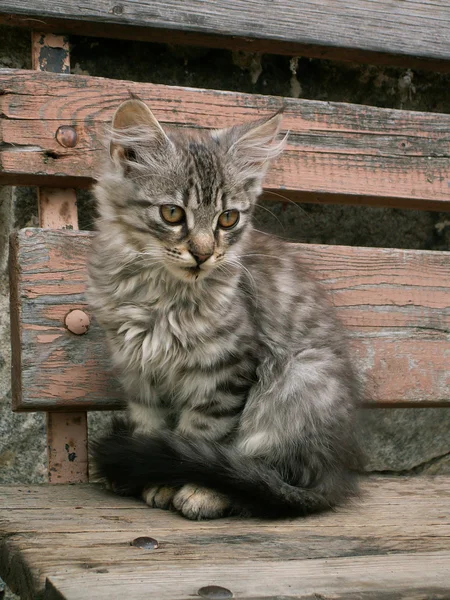 Pequeno gatinho cinzento — Fotografia de Stock