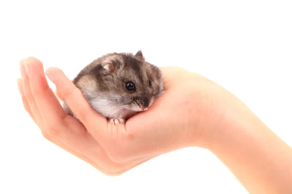 Small dzungarian mouse — Stock Photo, Image