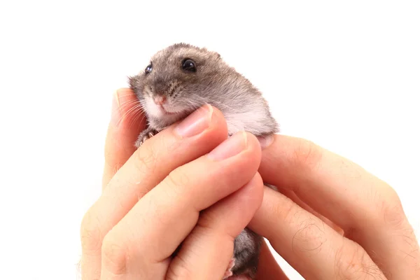 Pequeño ratón dzungariano — Foto de Stock