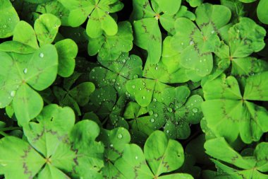 quarterfoils arka plan ile su damlaları