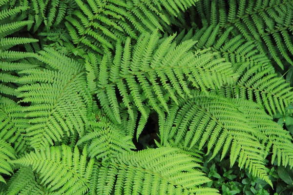 Fern groene textuur — Stockfoto