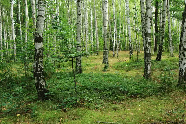 Primavera floresta checa — Fotografia de Stock