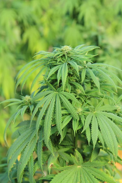 Detalhe da planta de maconha — Fotografia de Stock