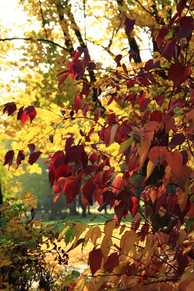 Feuilles d'automne et ciel bleu — Photo