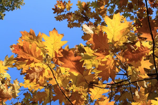 青い空と紅葉 — ストック写真