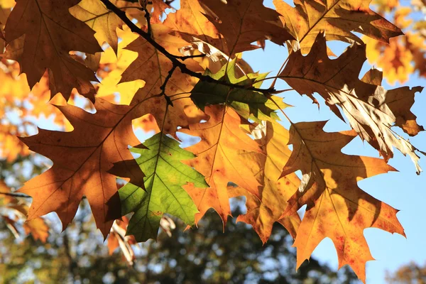Hojas de otoño y cielo azul —  Fotos de Stock