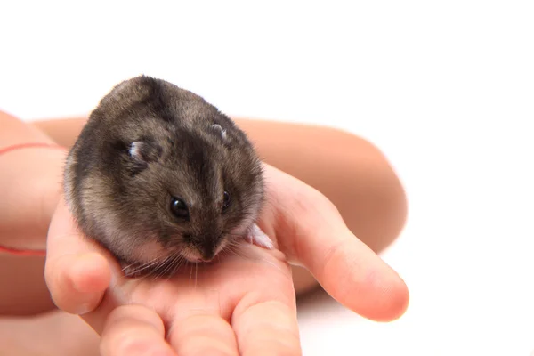 Small dzungarian mouse — Stock Photo, Image