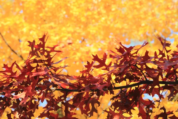 Autumn leaves background — Stock Photo, Image