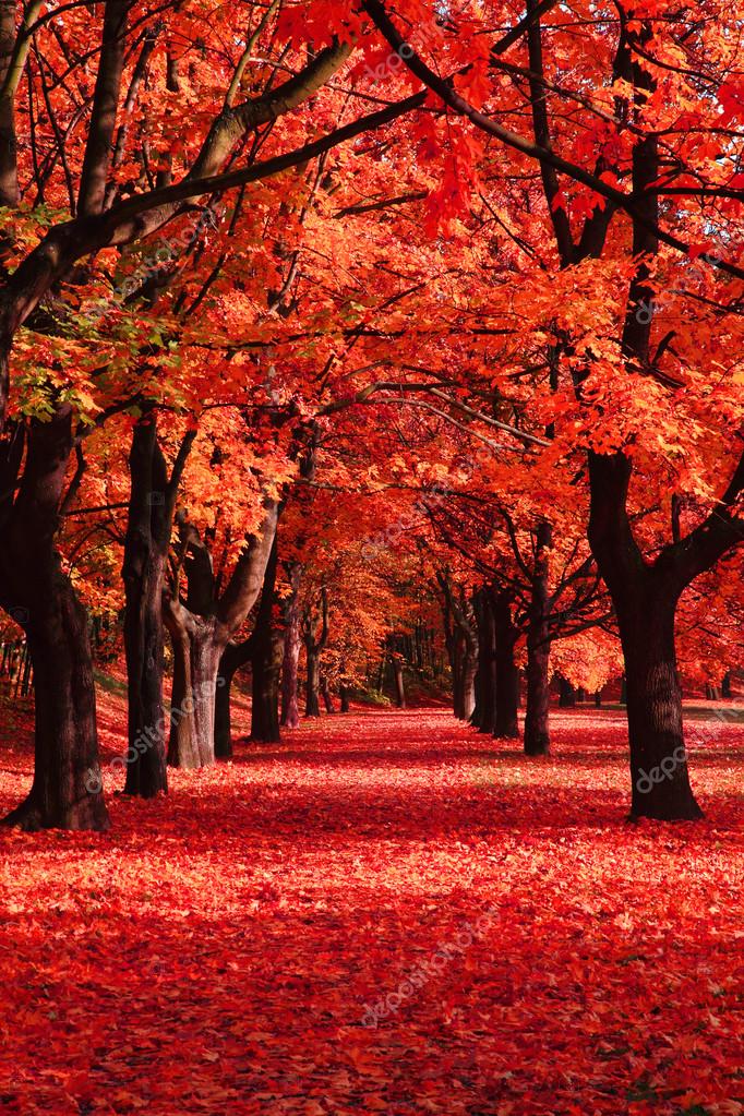 Autumn red park Stock Photo by ©jonnysek 88234128