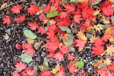 sonbahar yaprakları arka plan