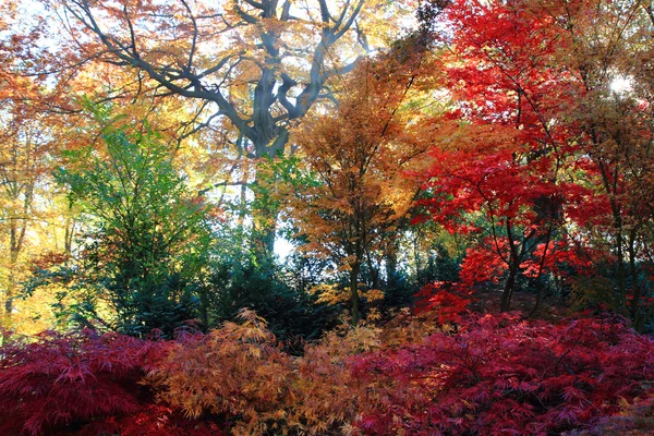 Outono cor parque — Fotografia de Stock