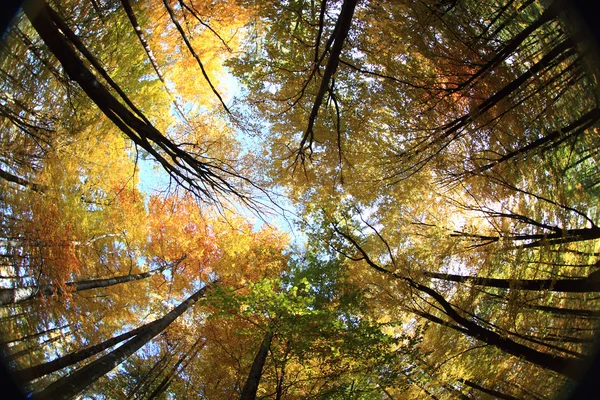 Осенние листья и голубое небо — стоковое фото