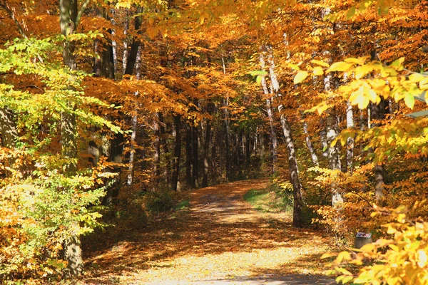 秋天的颜色公园 — 图库照片