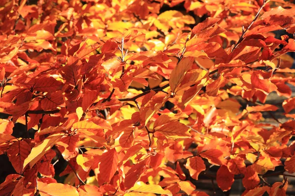 Autunno foglie sfondo — Foto Stock