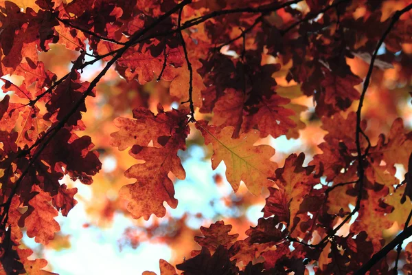 青い空と紅葉 — ストック写真