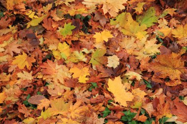 sonbahar yaprakları arka plan