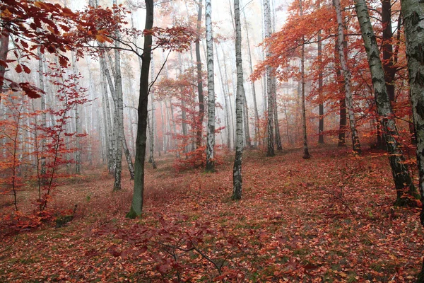 秋天的红色公园 — 图库照片