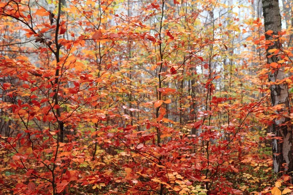秋天的红色公园 — 图库照片