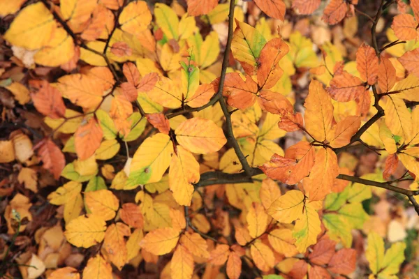 Осенние листья фона — стоковое фото