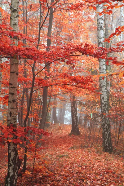 Otoño parque rojo —  Fotos de Stock