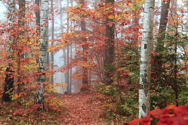 Autumn red park — Stock Photo, Image