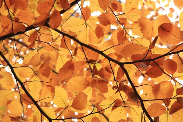 Herfst bladeren achtergrond — Stockfoto