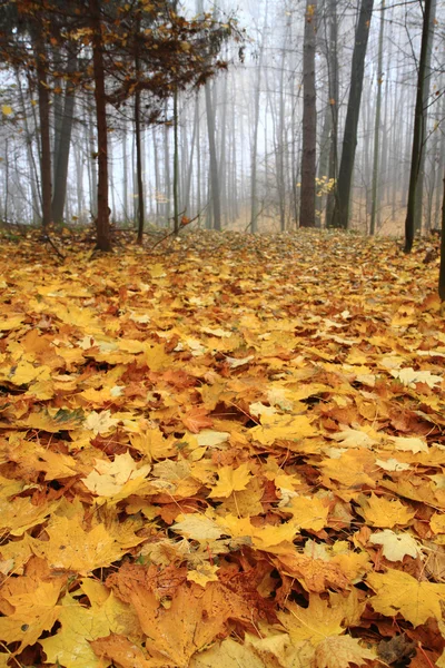 Otoño Parque amarillo —  Fotos de Stock