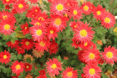 kırmızı çiçekler backgropund