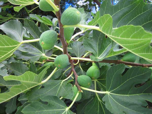 fig plant background