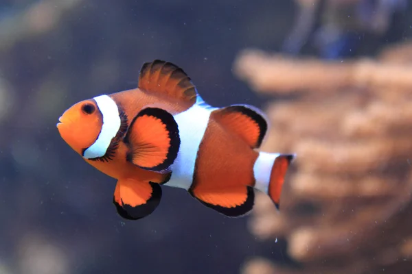 Nemo fish (clown fish) — Stock Photo, Image