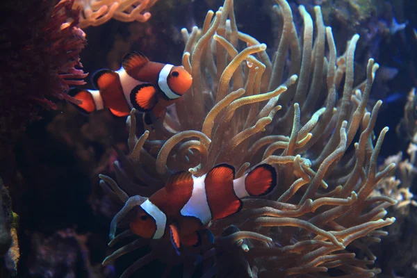 Ryba Nemo (clown ryb) — Zdjęcie stockowe