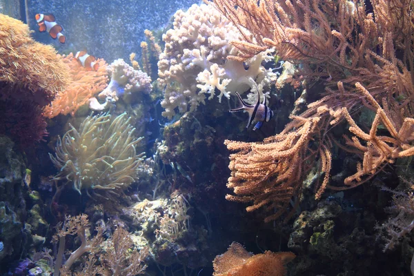 Detalle del fondo de coral — Foto de Stock