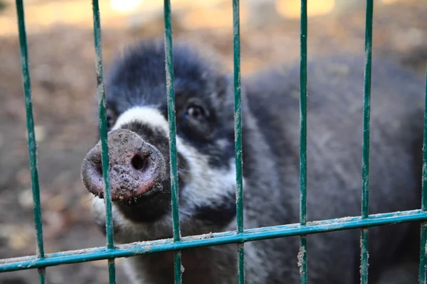 Small wild pig — Stock Photo, Image