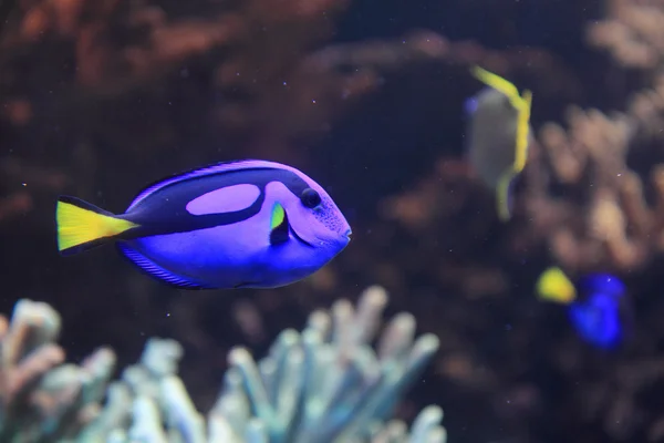 Exotic fish in the sea — Stock Photo, Image