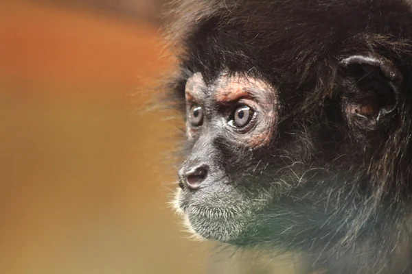 Detalhe da cara de macaco — Fotografia de Stock