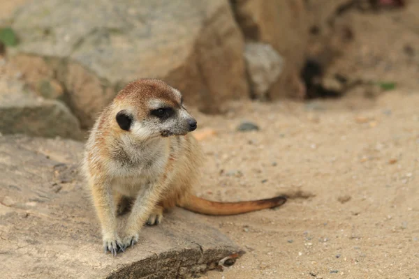 小さな meercat 休憩 — ストック写真