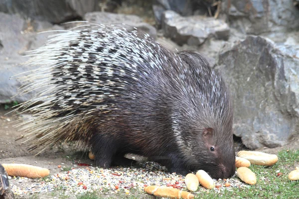 Porcupine τρώει ρολά — Φωτογραφία Αρχείου