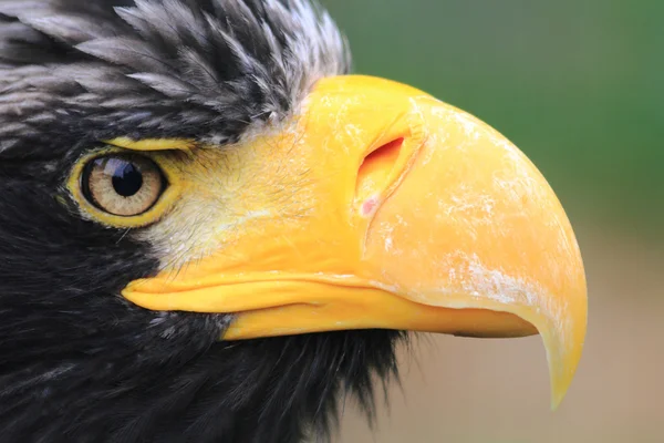 Detail of black eagle head — Stock Photo, Image