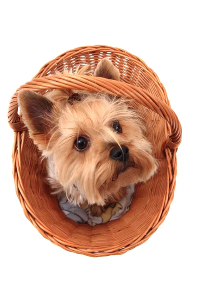 Yorkie terrier isolated — Stock Photo, Image
