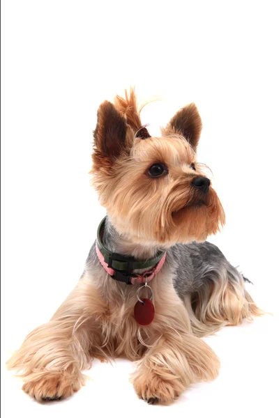 Yorkie terrier isolé — Photo