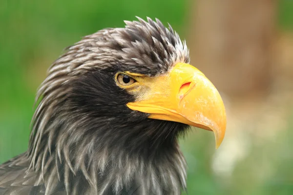 Siyah kartal başını detay — Stok fotoğraf