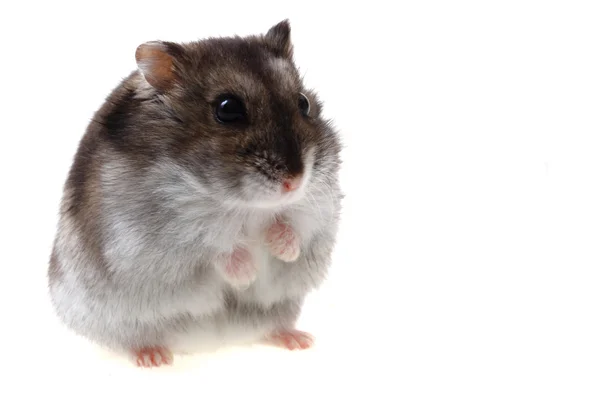 Small dzungarian mouse — Stock Photo, Image