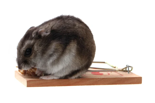 Ungarische Maus in der Mausefalle — Stockfoto