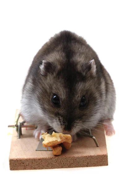 Rato dzungarian na ratoeira — Fotografia de Stock