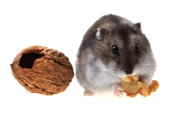 Dzungarian mouse and walnut — Stock Photo, Image